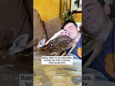 Rescuing a little deer that is being constricted by a snake and then... #coloringapp #animals