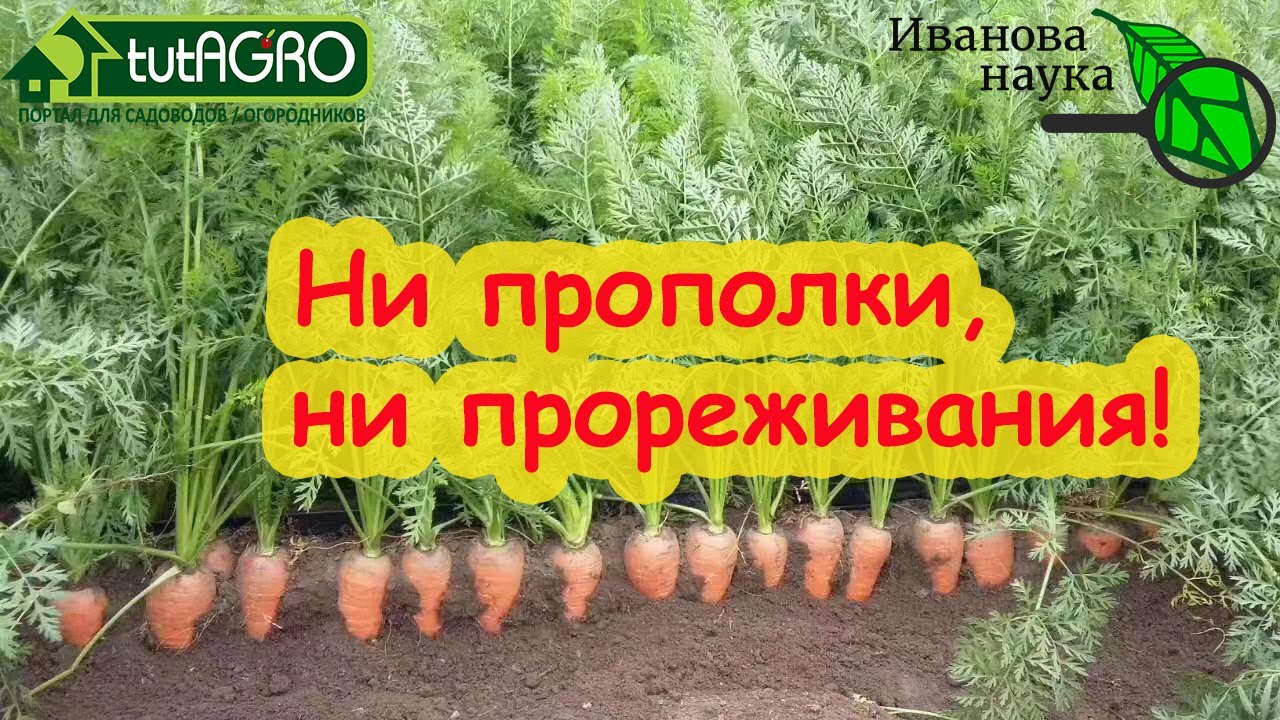 Морковь такая гладкая, ровная, сочная и вкусная - не надо и конфет! Хитрый посев без прореживания!