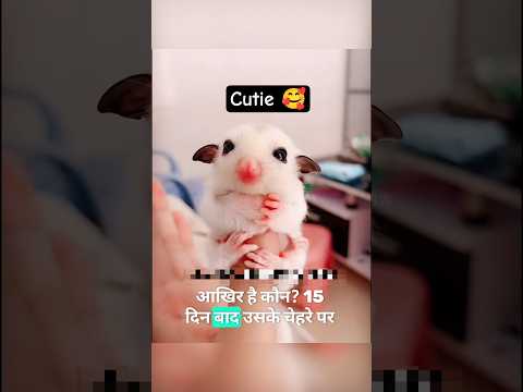इस नन्हें जानवर ने मेरी जिंदगी बदल दी