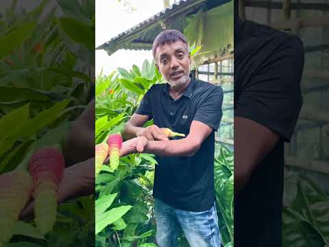 বুনো আদা / ফুলের গুনা গুন । #agriculture #farmers