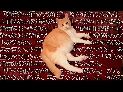 【熱中症】ぽっちゃり猫が灼熱の部屋で寝てたので説教します。