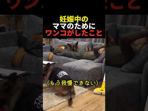 妊娠中のママのためにワンコがしたこと