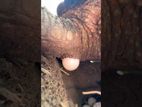 Snapping turtle caught laying eggs! (Bowser’s Mo 