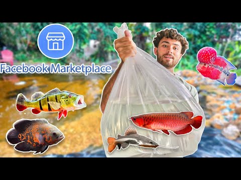 How To Get FREE Exotic Fish! (Facebook MarketPlace)