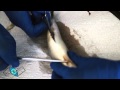 Fish Feeding Habits and Dissection