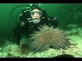 Sea Stars: The Underwater Predators