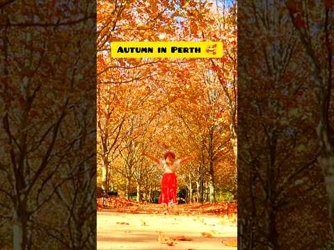 Autumn in Perth is here and the falling leaves look so magical #autumncolours