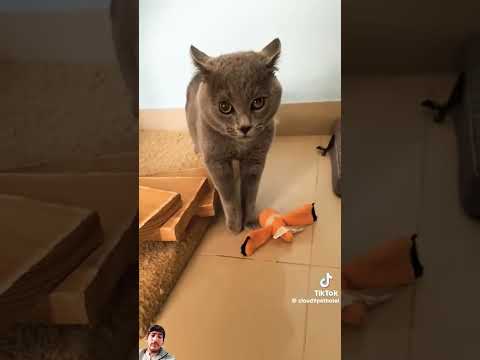 #cat #meowed #catlover #meooww #meaow short