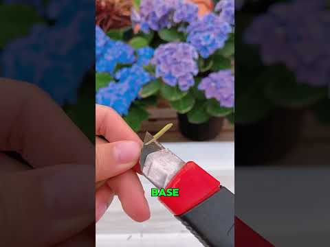 Want to See White Roots Form? 🌿🤍 Try This Cutting Setup||#PlantPropagation #Gardening #GardeningTips
