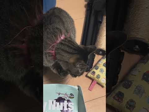 ねこし、たんたんと爪を研ぐ