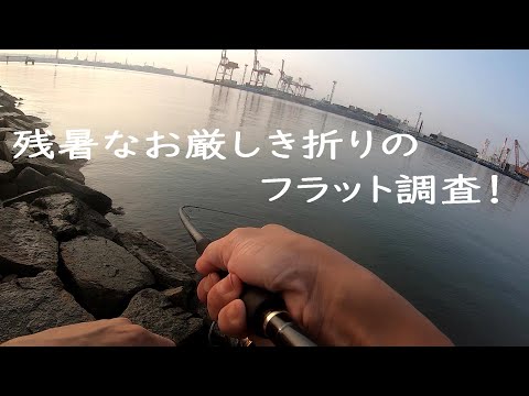 夏のマゴチ調査に行ってきました！