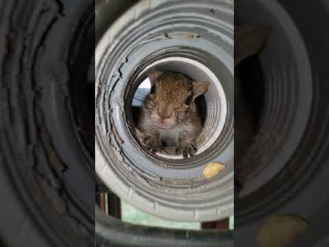Leo The Squirrel Update 5 #shorts