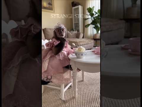 My Pet Monkey Princess Eats Ice Cream Like a Human!