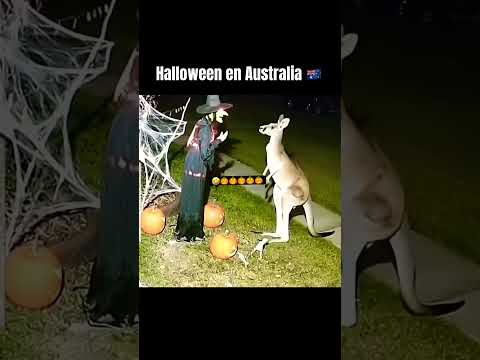 Halloween en Australia 🇦🇺🤣🤣#humor