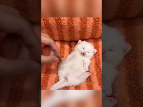 Котята крепко спят #cat #cute #funny #animals #shorts