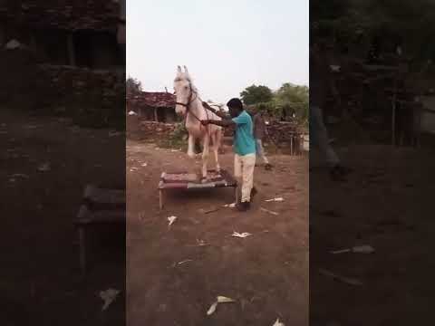 सफेद घोड़े का डांस ने मचाया इंटरनेट पर धमाल! 🐴💃🔥"#horse #shorts