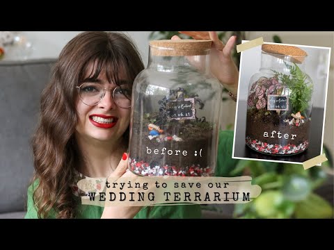 Video: Trying To Save Our Dead Wedding Terrarium 😬🌱