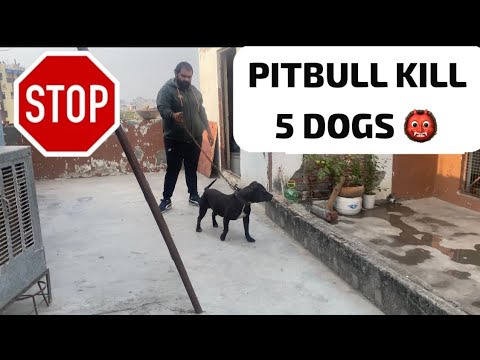 American Pitbull ने जब रात को 5 पीटबुल को मार दिया 😱 . Pitbull Dog Puppy || Pitbull Dog Kennel .