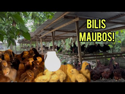 BAKIT ANB BILIS MA SOLD OUT NG MANOK KO?