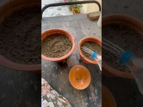 Let’s grow Methi *from Kitchen used Seeds*🪴🥳 #shorts #ytshorts #garden #terracegarden