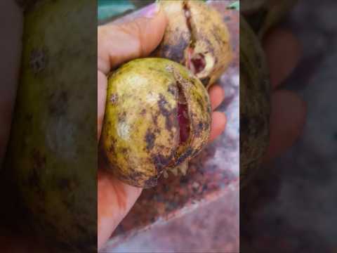 Harvest to अनार #gardening #garden #houseplants #fruit #ytshorts