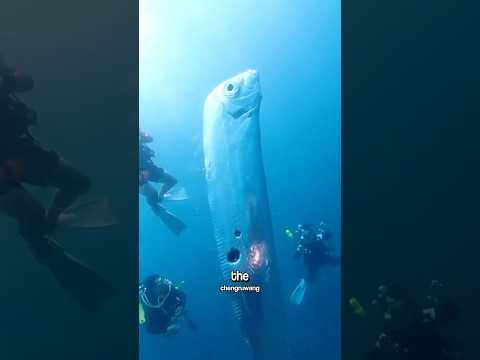 The Oarfish With A Hole