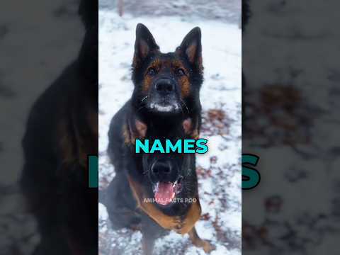 Top 5 Dog Names to AVOID❌