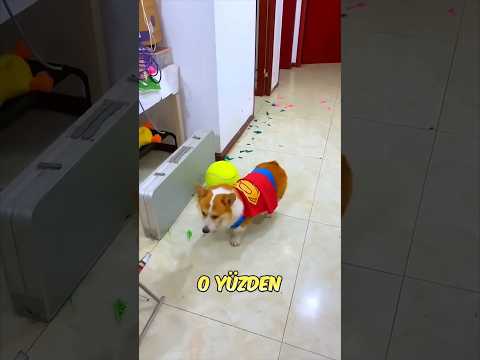 Pamuk Balon Patlatıyor! 🎈🐕