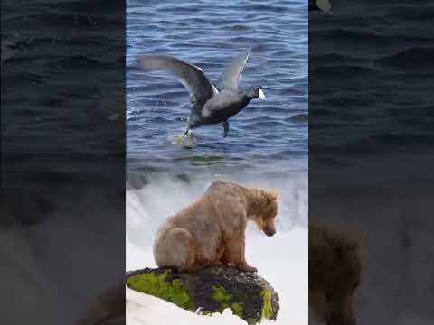 MEREKAM DARI DEKAT ! Beruang vs Burung pemakan Ikan #animals #shorts