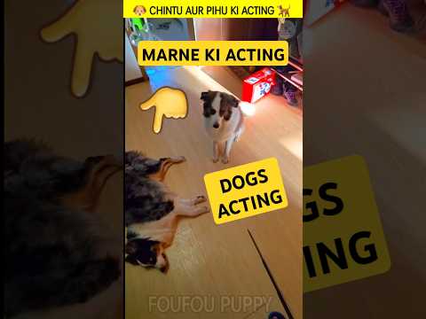 चिंटू और पीहू की एक्टिंग 🐶 Funny Dogs Reactions Funny tiktok dogs #funnydogs #funnypets
