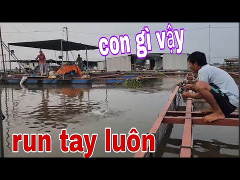 Mọi Ánh Mắt Điều Dõi Theo Cảnh Câu Tôm Mà Dính Con Cá Này Đầy Bất Ngờ # SĂN BẮT ĐỒNG THÁP #