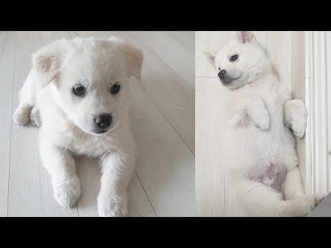 미니진도 듬성이 l 생후2개월차 시고르자브종 l 혼자보려고 <strong>올림</strong>