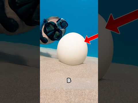 Как развлечь себя в море с страусиным яйцом ? 🥚#шортс #факты