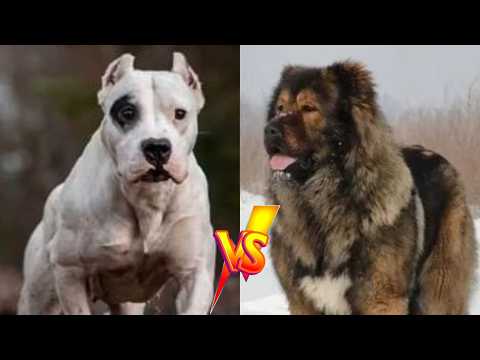 💥Pastor del Cáucaso Vs Dogo Argentino - Qué raza es mas poderosa