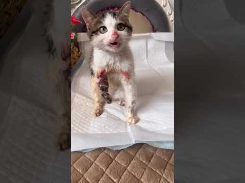 OMG! I'm so sorry for this cat😥 | his leg was injured so badly😢