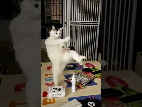 #cat #memeclip #funnymemes #funny #dankememes #memehub #pets #cute #youtubeshorts #funnyvideo