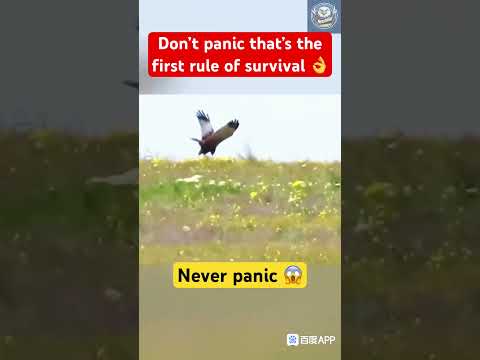 Never panic never give up Brave Rabbit vs Falcon