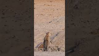 Leopard Walks Right into a Lion