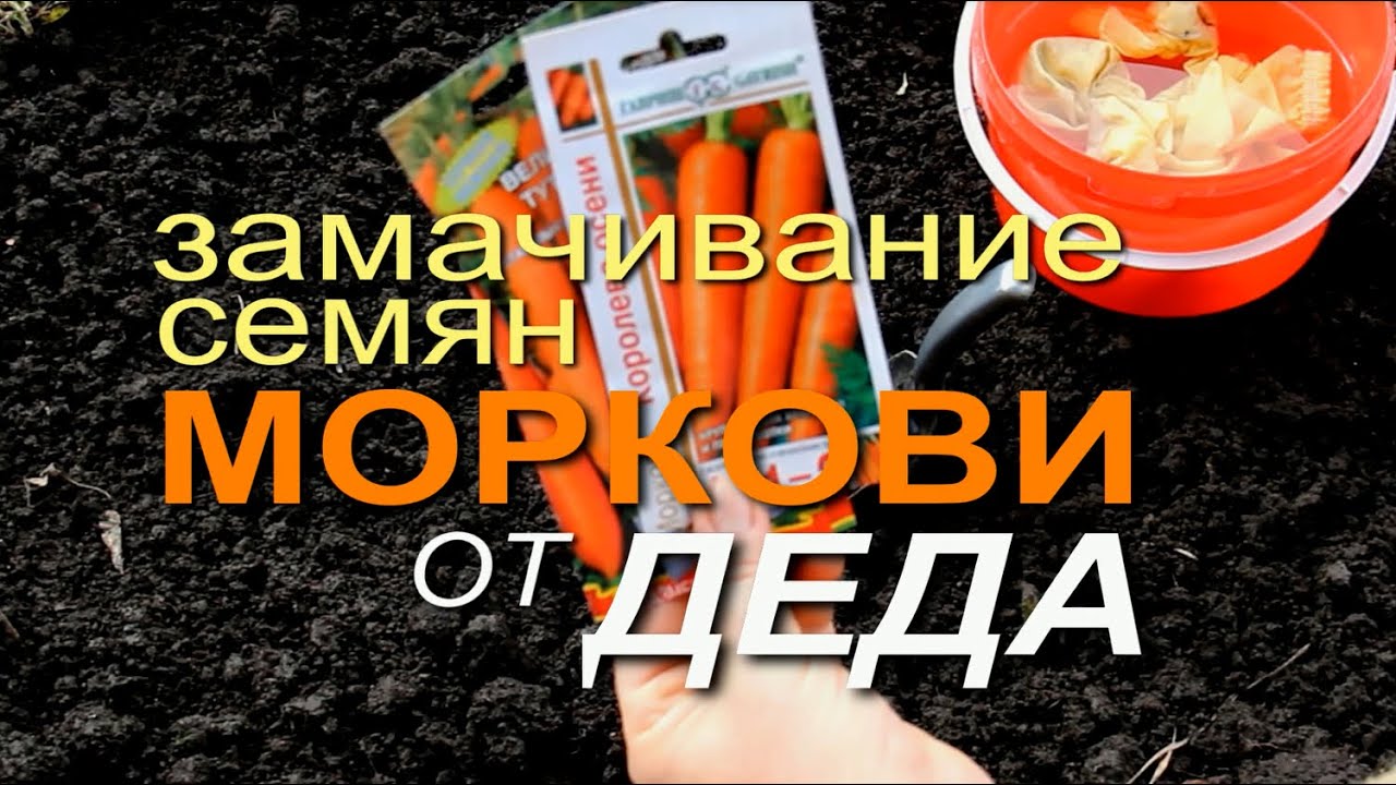 После этого морковь всходит через 4-5 дней!