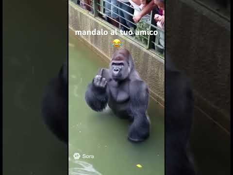 ahahah😂#divertente #gorilla #memeita #meme #shorts #foryou