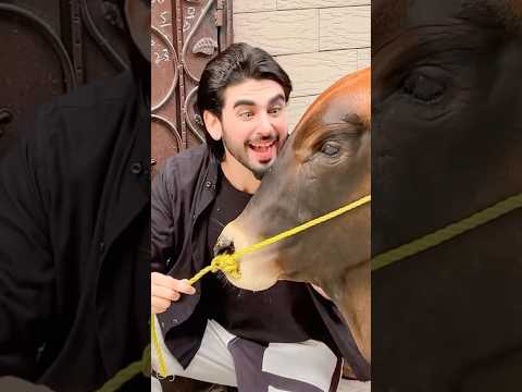 Cow Se Funny Batie 😂