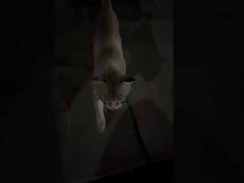 Ketika Bapao Bertumu Om Di Jalan, Dia Senang Sekali. #nizamkucinglucu #cute #cat #imut #貓 #funny