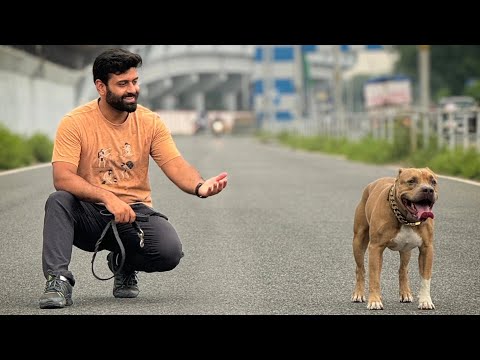 Aman and Bully walk and talk live ♥️