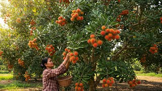 🌱 Revolutionizing Rambutan Farming with Combine Planting!🌱