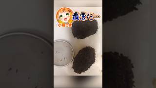 【VCR RUST】会ったばかりのそあらくんとプライドバトルをする小廻さん #shorts #ミリプロ #小廻こま #こま斬り #小廻こま変