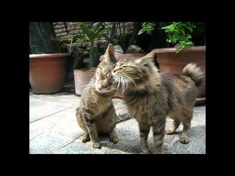 Kenneth and Penelope cats at Torre Argentina