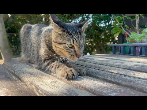 突然動かなくなった猫のその後