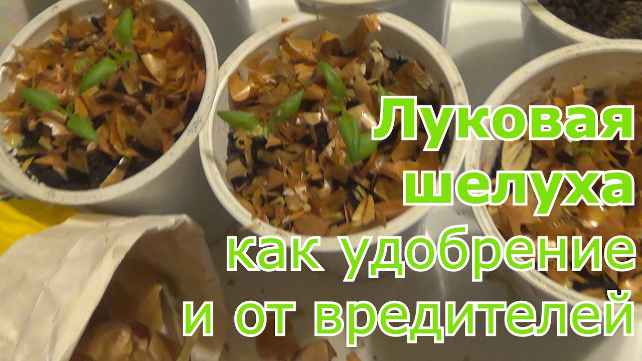 Луковая шелуха Применение в саду и огороде Как удобрение и средство в борьбе с вредителями
