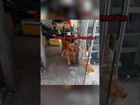 Why Do These Dogs Fight Like This? 😂