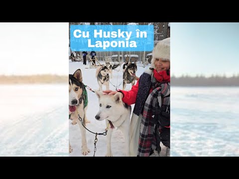 N-o să crezi ce mi-a făcut un câine Husky în Laponia!❄️